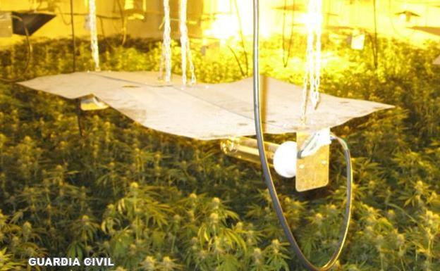 51 focos halógenos permitían la floración de la cannabis sativa.