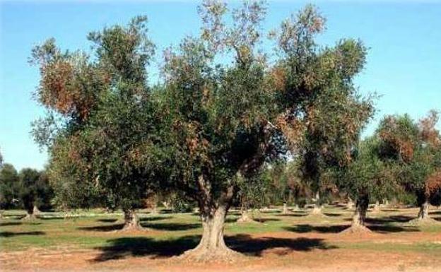 Habilitado un teléfono de atención por la Xylella fastidiosa