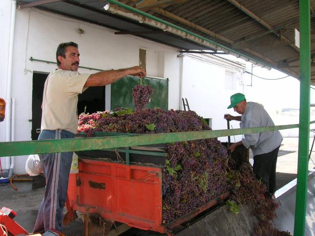 La producción vitivinícola de la provincia ha caído esta campaña más de un 40% debido a las adversas condiciones climatológicas registradas durante los últimos meses, temperaturas muy altas y ausencia de lluvia./IDEAL