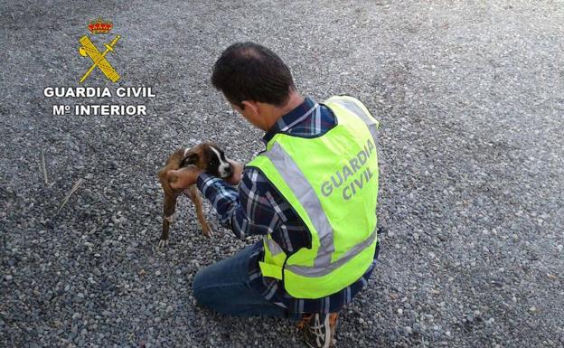 Sustraen un cachorro de Bóxer y tratan de venderlo por Internet