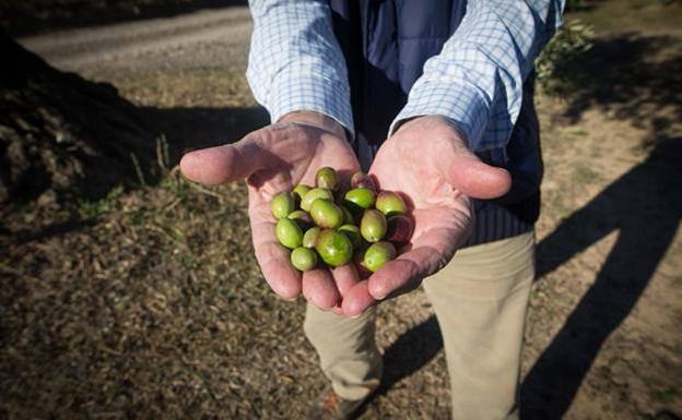 Asaja destaca las "buenas" salidas de aceite de oliva en el primer mes de campaña con 115.000 toneladas