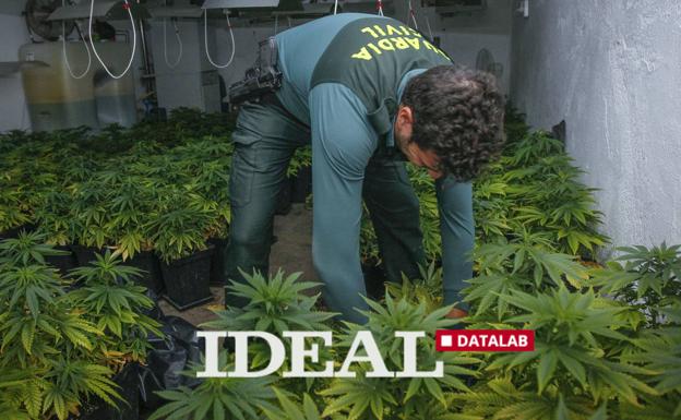 Más de 200 plantas de marihuana incautadas cada día en Granada