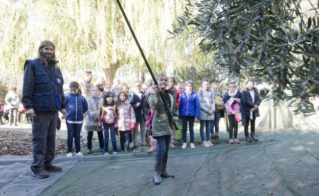 El Parque de las Ciencias acerca su particular recogida de la aceituna a los visitantes