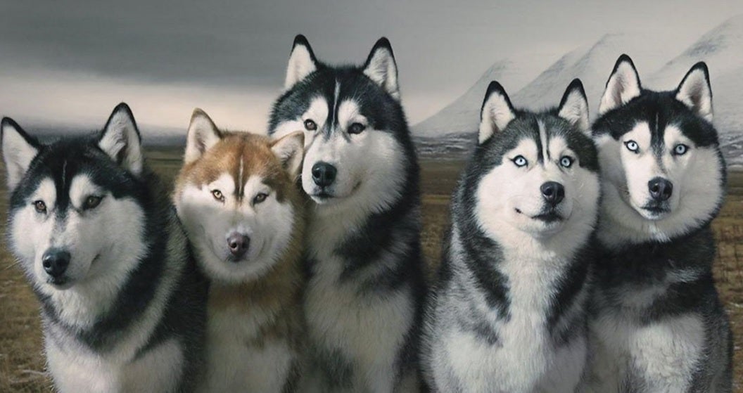 Alertan del abandono de huskys comprados por fans de 'Juego de Tronos'