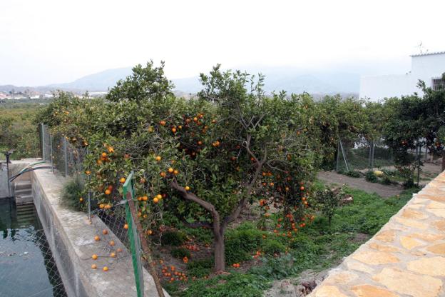 Plantación de naranjas en la provincia de Almería./IDEAL