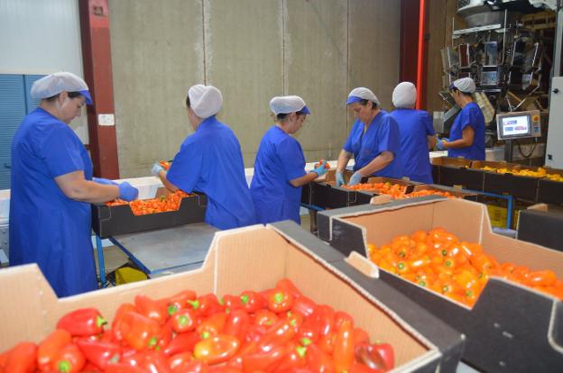 Trabajadoras confeccionan los pedidos de pimiento snack en una comercializadora de la provincia./IDEAL