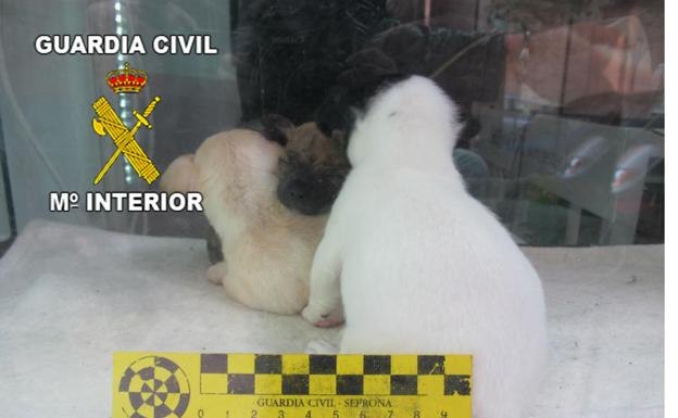 Expedientan a una tienda de animales por las malas condiciones de tres cachorros de chihuahua