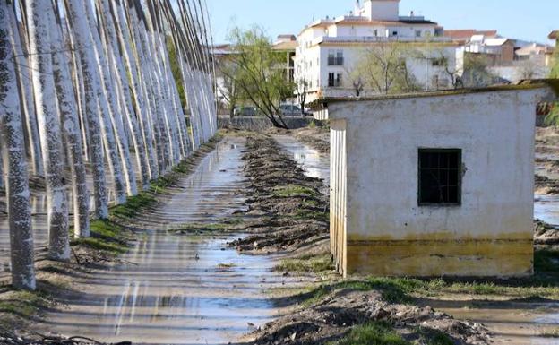 Una plantación de chopos anegado tras las inundaciones. /Chapa