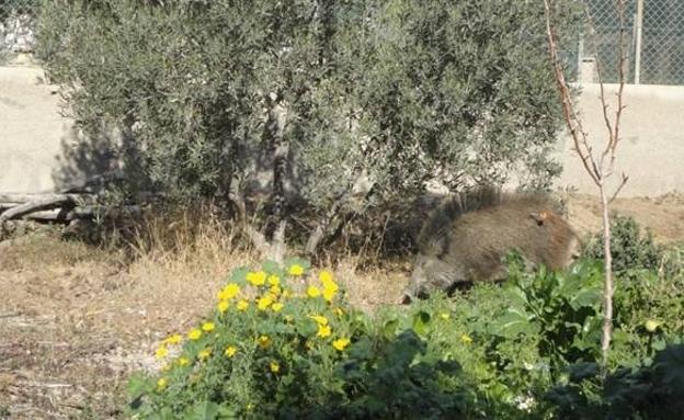 Capturan un jabalí de casi 60 kilos que se había metido en una vivienda de Huércal
