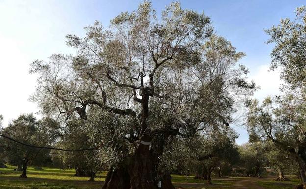 El llamado 'ébola del olivar' ya está en España