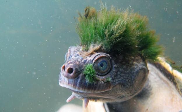 La fascinante tortuga punky que respira por sus genitales