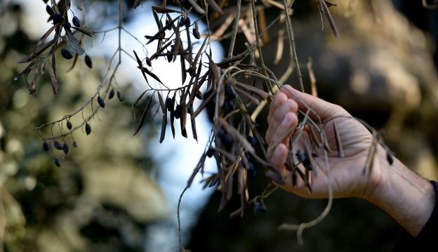 Olivo seco infectado por Xylella en el brote que se produjo en el sur de Italia hace unos años. /R. I.