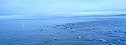 Más de 1.000 delfines nadando junto a un ferry