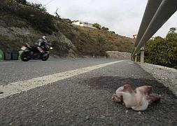 2005. El punto donde fue atropellado el guardia civil Rafael Peso. :: JAVIER MARTÍN/