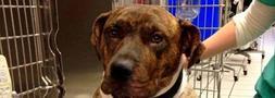 Un pit bull arriesga su vida para salvar a su dueña mientras era agredida por su pareja