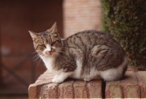 Fotografía de archivo de un gato doméstico. /IDEAL/