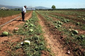 Invernaderos, mallas y fincas al aire libre entrarán en producción, prácticamente, a la vez. ::
IDEAL/