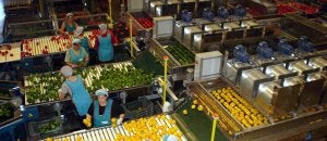 La comercializadora ejidense Agroiris, en las últimas campañas ha manejado aproximadamente 200 millones de kilo de frutas y hortalizas. :: IDEAL/