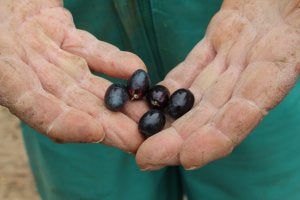 Olivarero muestra aceitunas de esta campaña, cuyo rendimiento ha mejorado. :: JORGE PASTOR/