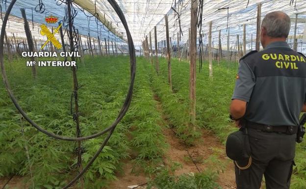 Intervenidas más de 2.500 plantas de marihuana en una explotación agrícola de Adra