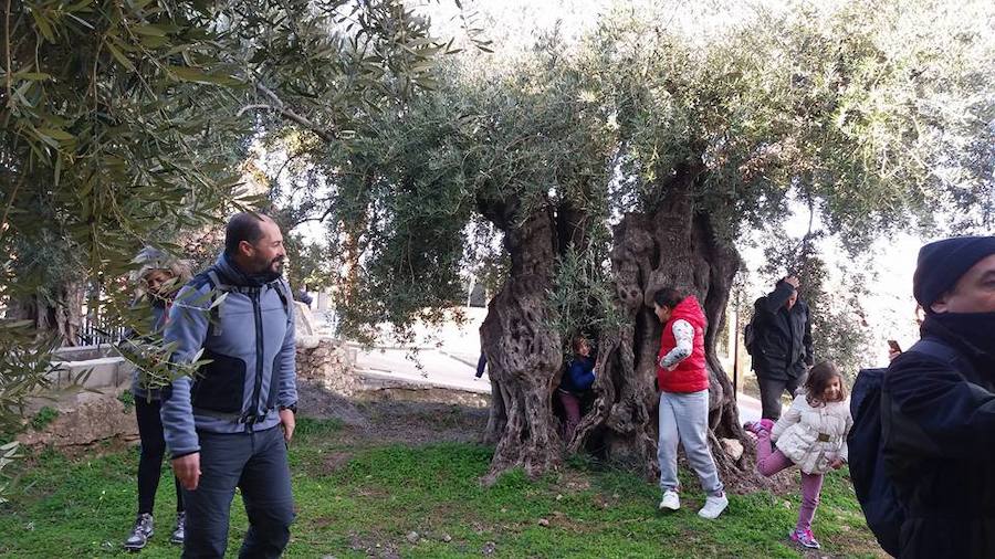 Olivos centenarios, un reclamo turístico en Alcolea