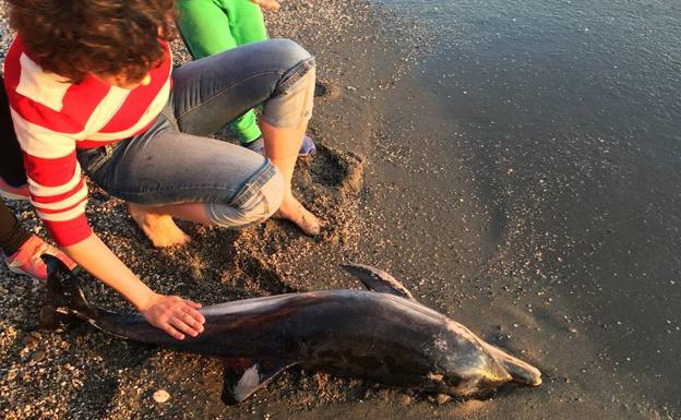 Aparece una cría de delfín sin vida en una playa de Adra