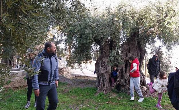 Alcolea blinda el cultivo del olivo