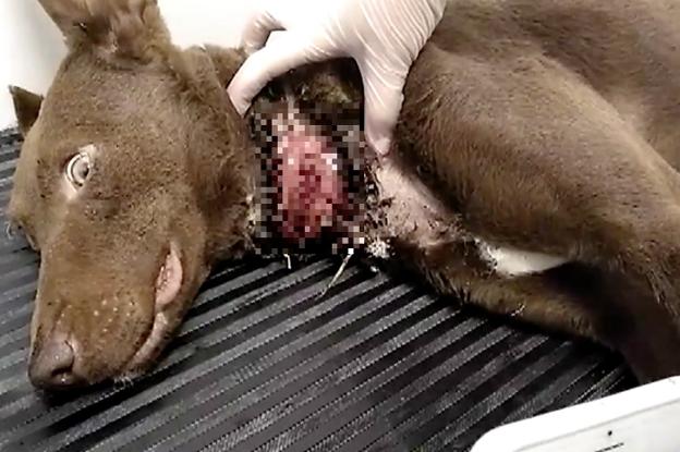 Aparece una perra casi degollada por su propio collar en un cementerio abandonado