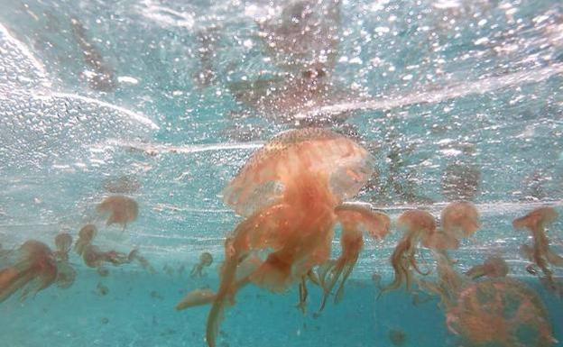 La oposición exige en bloque que se actúe ante la plaga de medusas
