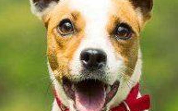 Adra acoge un taller sobre adiestramiento canino
