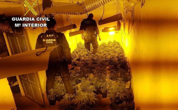 La 'Operación Lauxar' se salda con la incautación de 500 plantas de marihuana en Bayárcal y Paterna