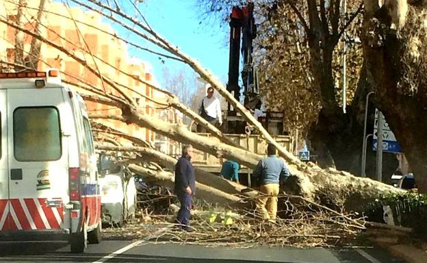 El viento tumba un árbol en Carretera de Almería