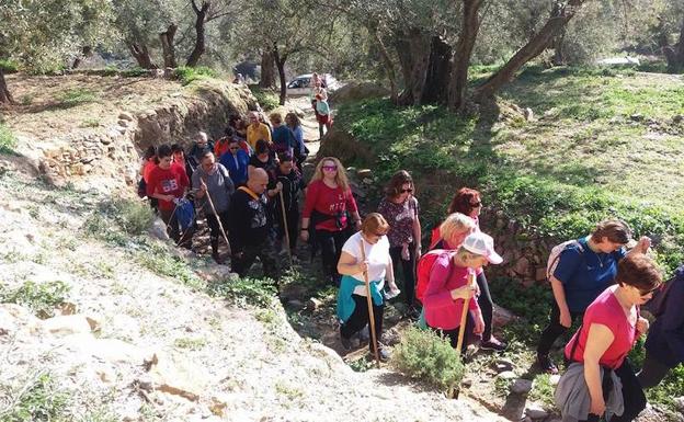 Alcolea recorre el domingo la Ruta del Olivo Centenario