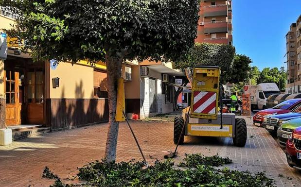 La poda de árboles en primavera, un «atentado» contras las aves