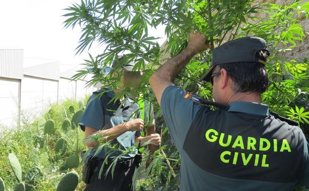 Cuatro detenidos en Adra tras el desmantelamiento de una plantación de marihuana