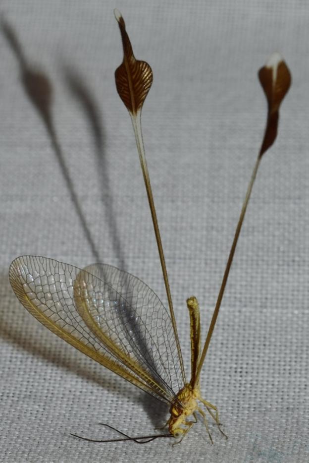 Hallan en Adra un ejemplar del 'duende de Balanegra', un insecto exclusivo de Almería
