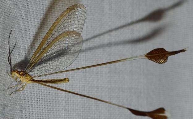 Hallan en Adra el 'duende de Balanegra', un insecto exclusivo de Almería