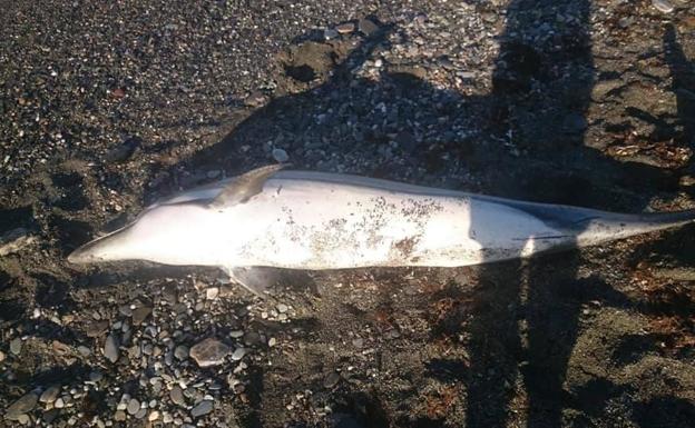 Hallan un delfín varado en la playa de El Lance de la Virgen