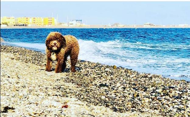 Adra oferta la primera playa para perros de la provincia