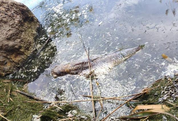 Preocupación en Adra por el hallazgo de peces muertos en las Albuferas