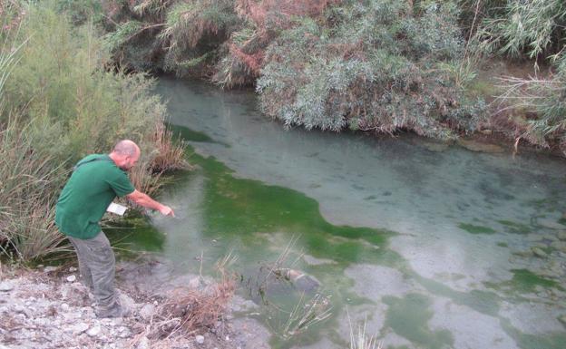 La ranita meridional sobrevive en las Albuferas de Adra y se extingue en Murcia