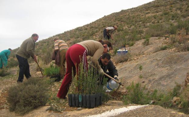 Berja invita a reforestar el monte este domingo