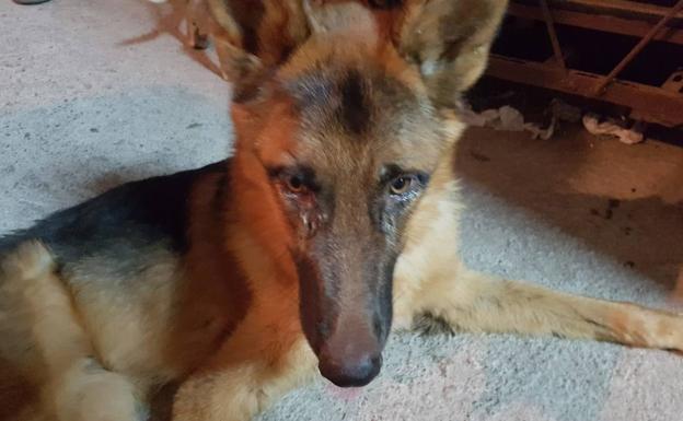 Acusan a un vecino de Adra de maltratar a 40 perros en un cortijo en ruinas