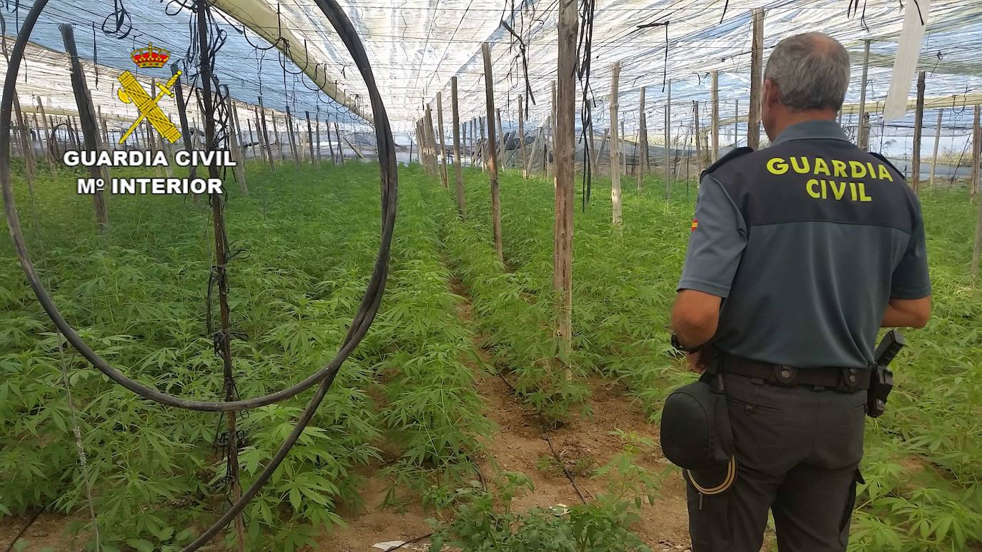 Un detenido y 3.500 plantas de marihuana intervenidas en Adra