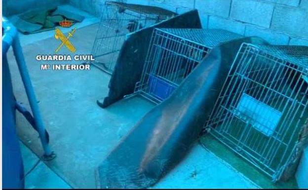 Frustran una pelea de gallos en Adra en pleno confinamiento