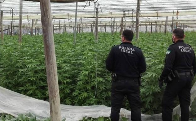 La Policía Local de Adra descubre un invernadero con 3.500 plantas de marihuana