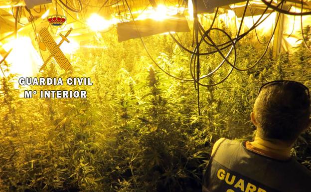 A prisión el responsable de un cultivo de 400 plantas de marihuana en un cortijo de Berja