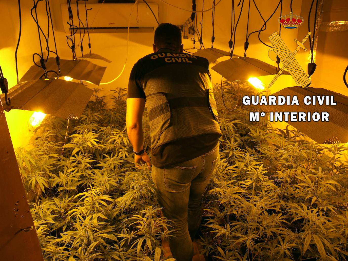 Dos detenidos por un delito contra la salud pública por cultivo indoor de marihuana en Adra