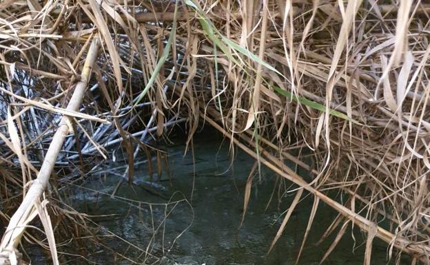 Limpiar el río, una necesidad imperiosa para la agricultura