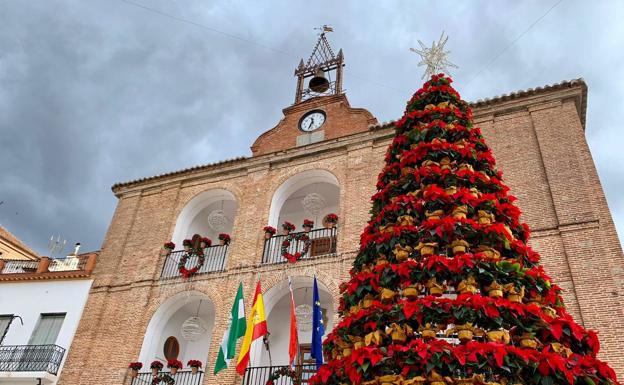 La flor de Pascua, protagonista en la Plaza Mayor de la Alpujarra de Laujar